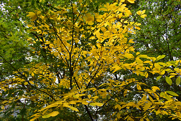 f:id:daigentanoen:20191024205647j:plain f:id:daigentanoen:20191024205647j:plain