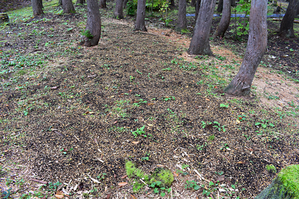 f:id:daigentanoen:20191024205759j:plain f:id:daigentanoen:20191024205759j:plain