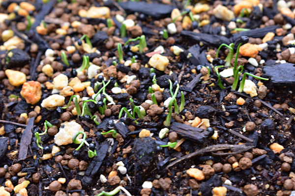 f:id:daigentanoen:20191024205831j:plain f:id:daigentanoen:20191024205831j:plain