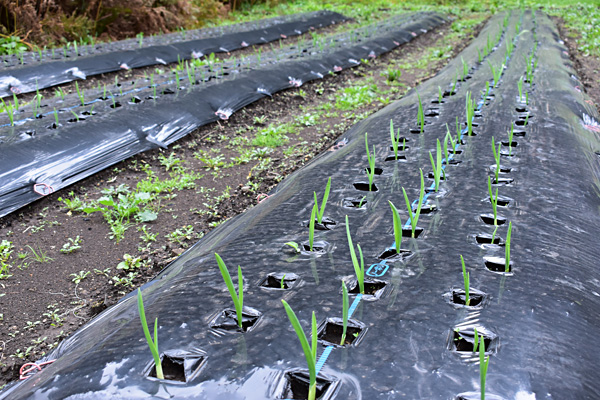 f:id:daigentanoen:20191024205856j:plain f:id:daigentanoen:20191024205856j:plain