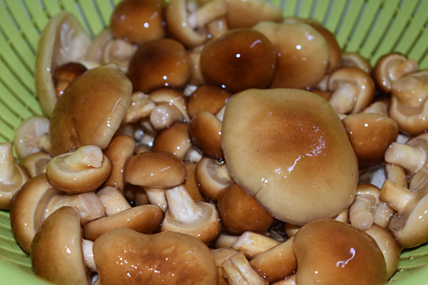 f:id:daigentanoen:20191026095713j:plain