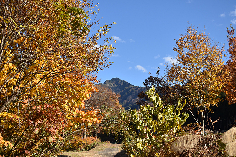 大源太山の紅葉がきれい - 大源太農園のブログ