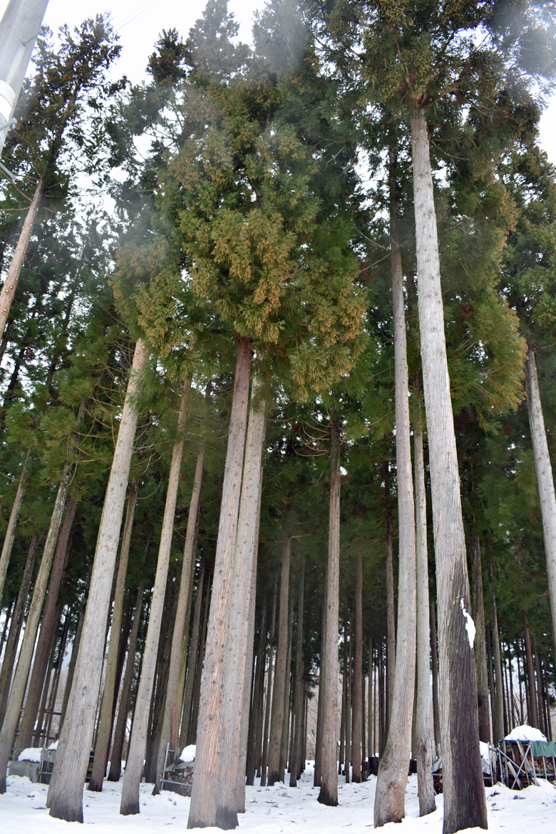 午後から杉の枝打ち1本 - 大源太農園のブログ