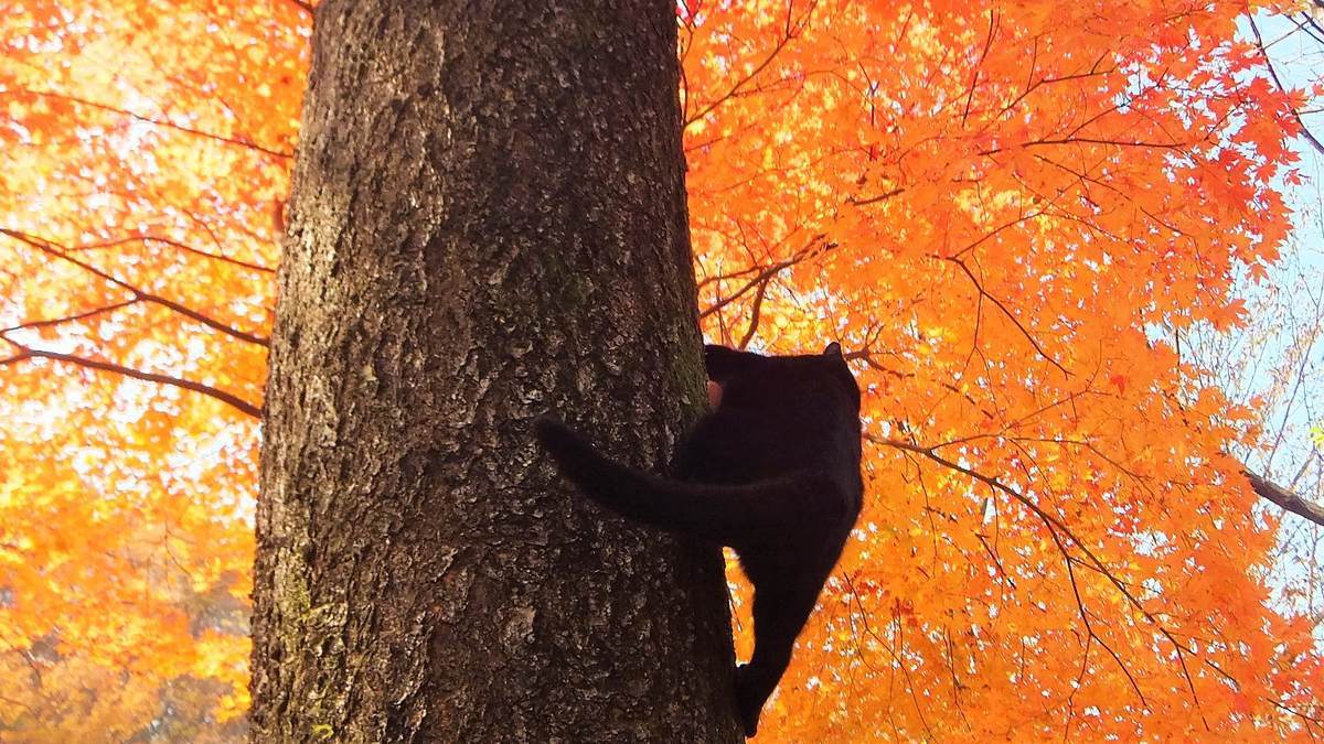 No.1610 ぐで猫 紅葉