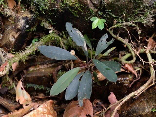 Bucephalandra sp 