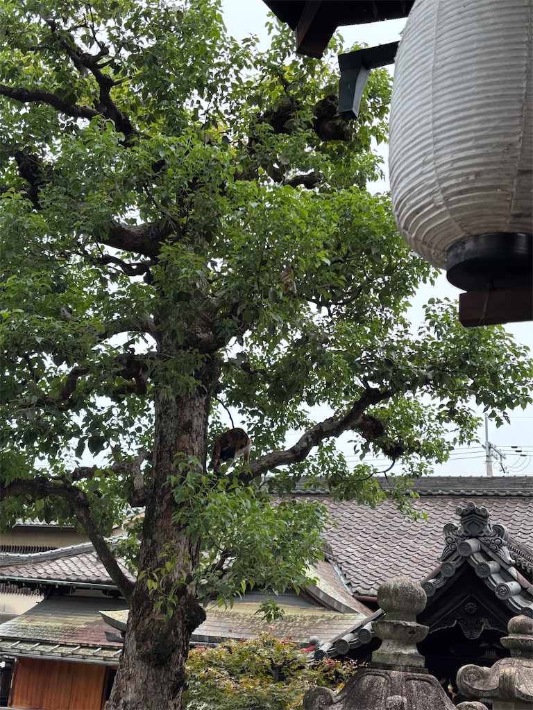 f:id:daihian:20251026011801j:image f:id:daihian:20251026011801j:image