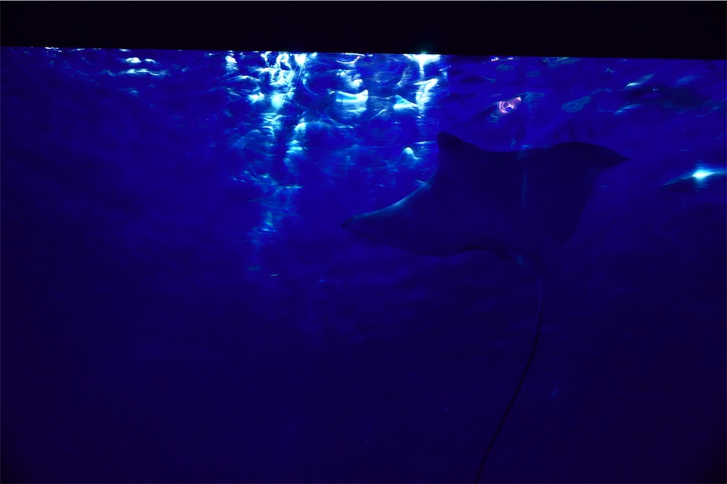 f:id:daihukumoti_123:20190518005911j:image f:id:daihukumoti_123:20190518005911j:image