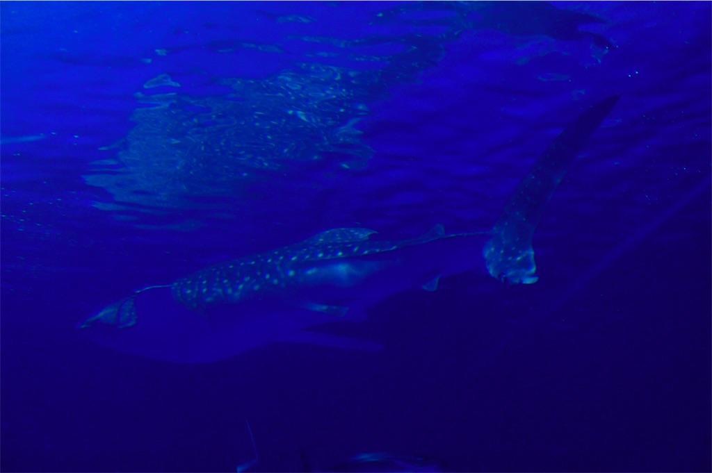 f:id:daihukumoti_123:20190518005918j:image f:id:daihukumoti_123:20190518005918j:image