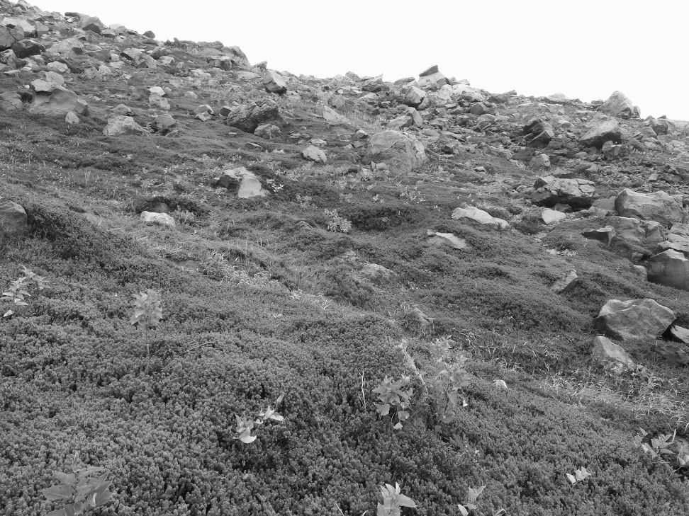 f:id:daiiz:20160911015047j:plain:w340 f:id:daiiz:20160911015047j:plain:w340