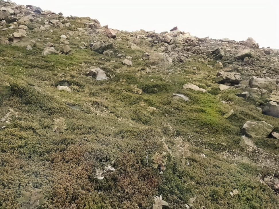 f:id:daiiz:20160911015102j:plain:w340 f:id:daiiz:20160911015102j:plain:w340