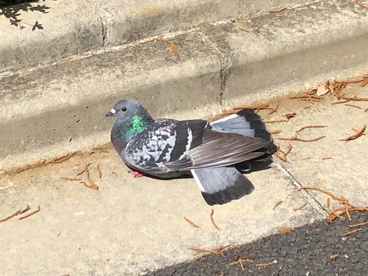 f:id:daikai6:20210613205916j:plain