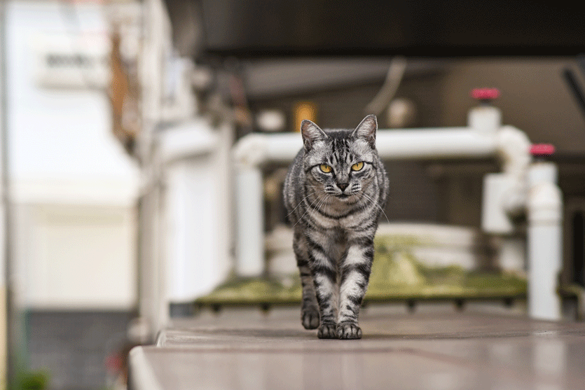 f:id:daiki_bassist:20171011204436g:plain 16枚連写した猫の写真をgifアニメにした