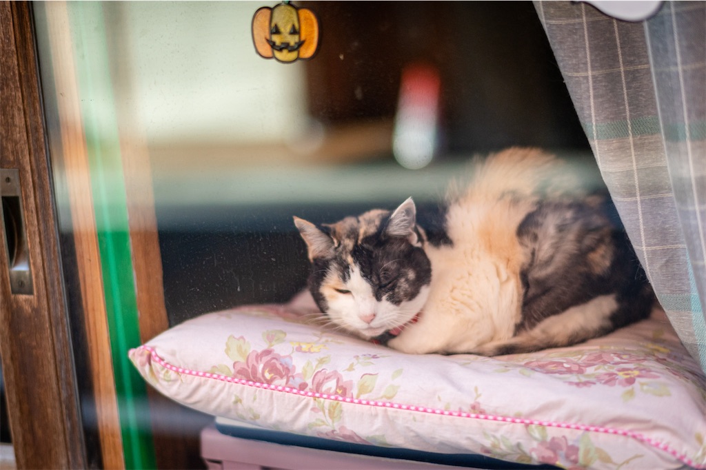 f:id:daiki_bassist:20221229091746j:image