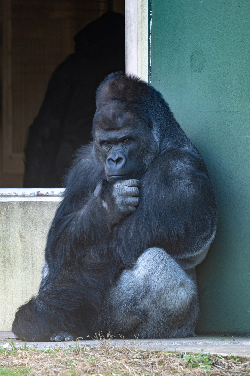 モデルばりの被写体力！名古屋・東山動植物園のゴリラを撮る - ネコと
