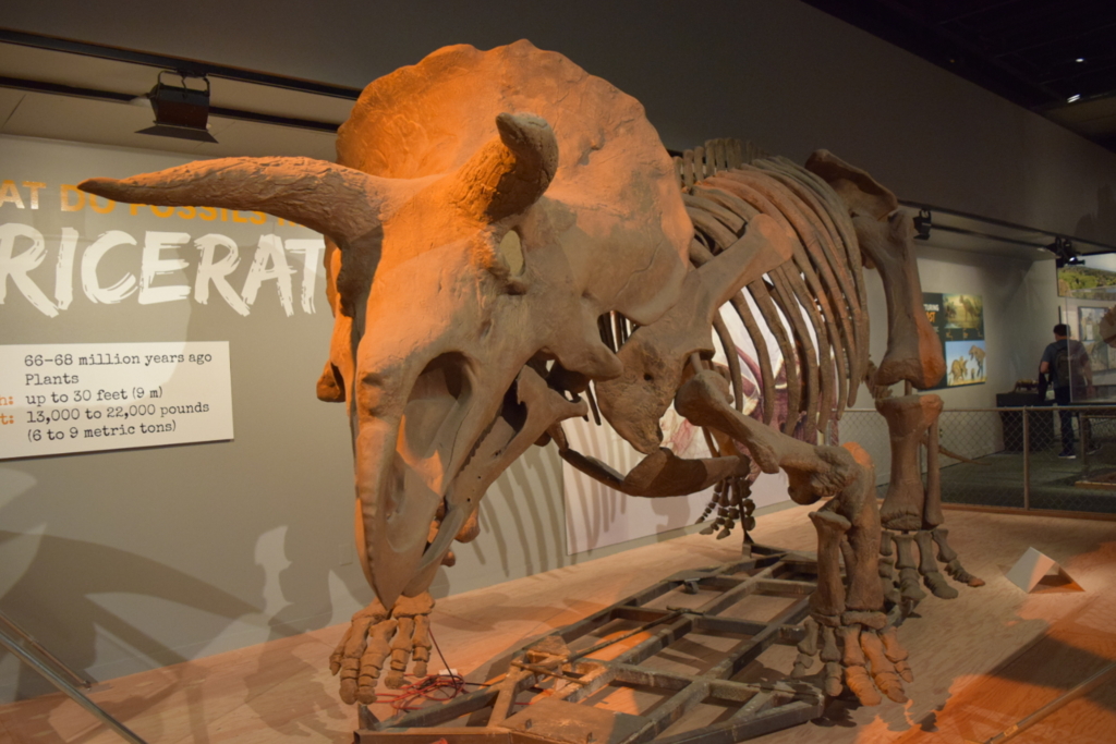 f:id:daiki_futagami:20161113145134j:plain f:id:daiki_futagami:20161113145134j:plain