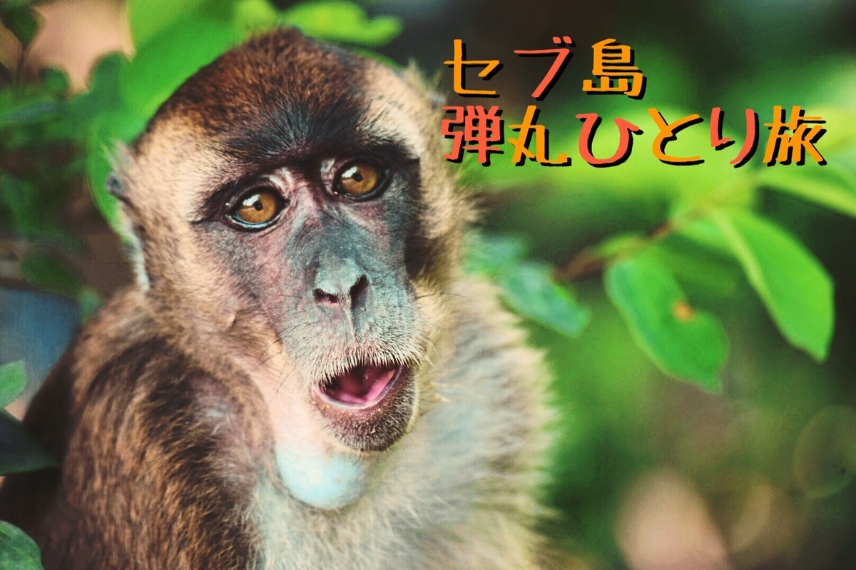 f:id:daiki_futagami:20190923120404j:plain f:id:daiki_futagami:20190923120404j:plain