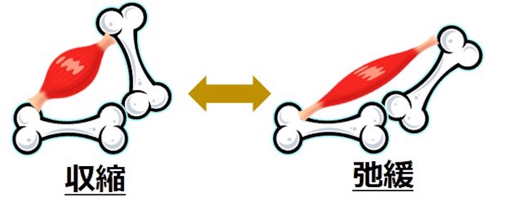 f:id:daikikojiro1105:20201109235156j:image