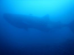 f:id:daikimatcha:20160826123901j:plain