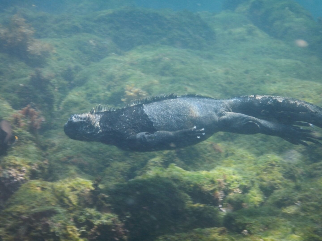 f:id:daikimatcha:20160826124100j:plain