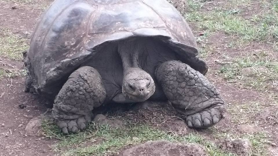 f:id:daikimatcha:20160826124348j:plain