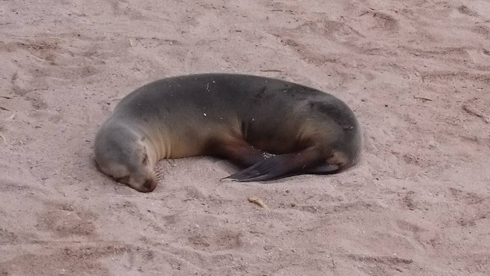 f:id:daikimatcha:20160826124446j:plain