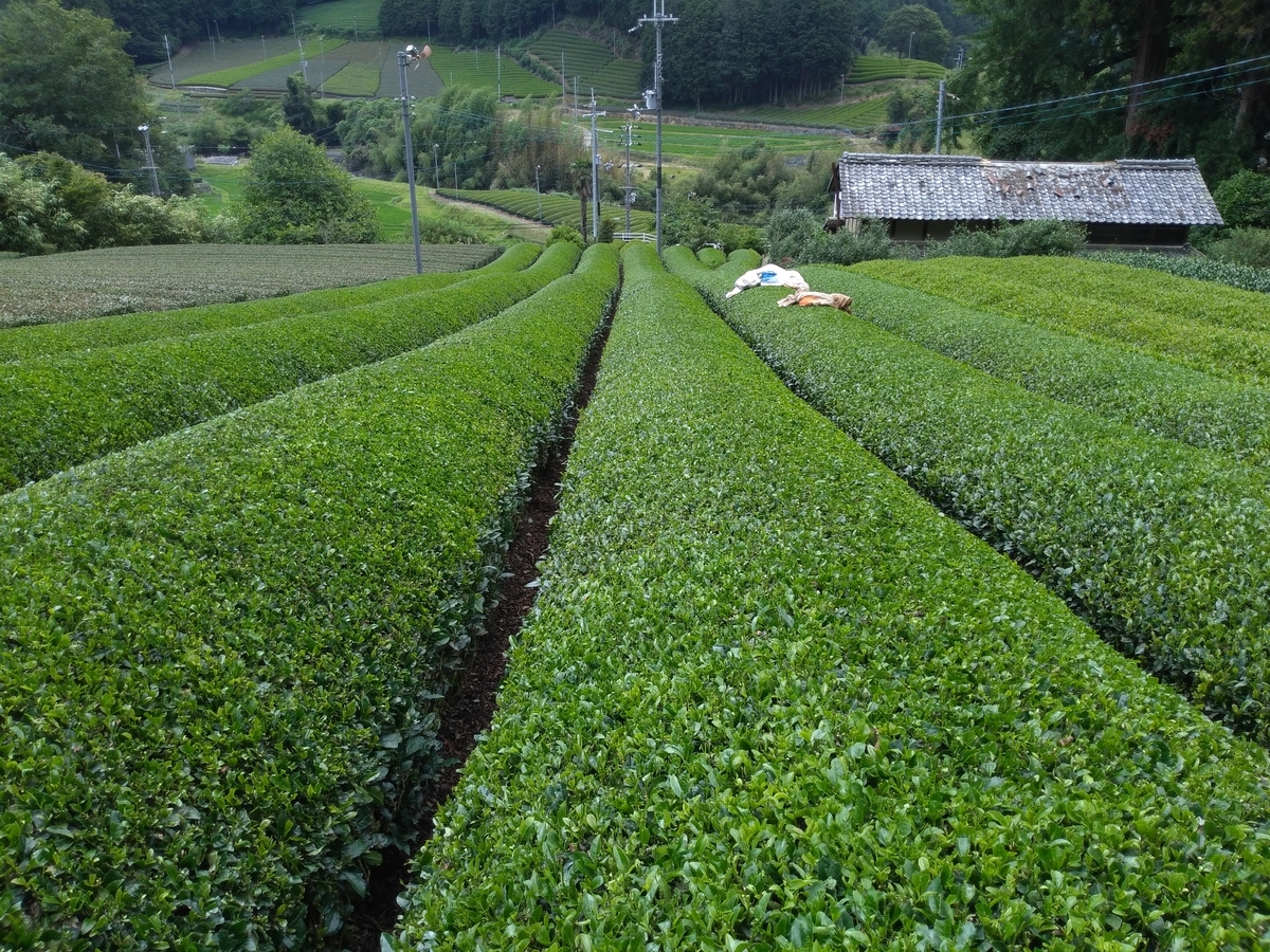 f:id:daikimatcha:20190818213814j:plain f:id:daikimatcha:20190818213814j:plain