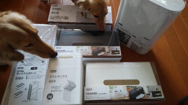 f:id:daikous:20190312121807j:plain