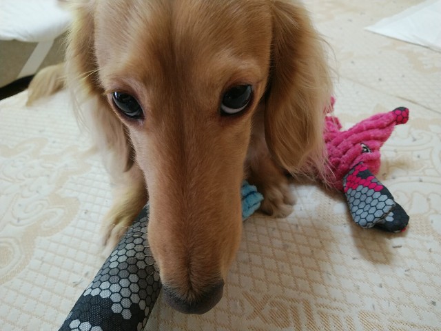 f:id:daikous:20200424164145j:plain