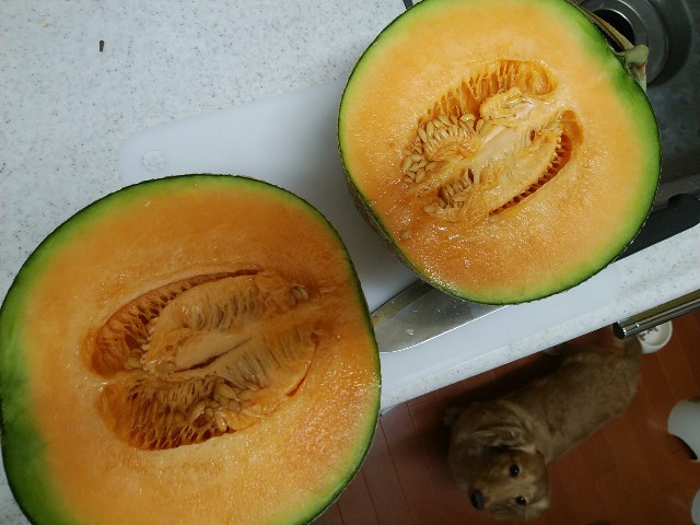 f:id:daikous:20200729195448j:plain