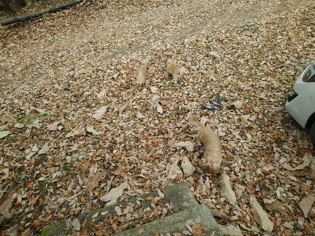 f:id:daikous:20201119181542j:plain