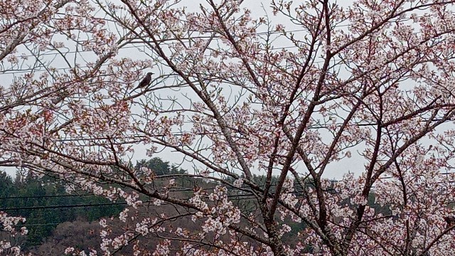f:id:daikous:20220418143648j:plain