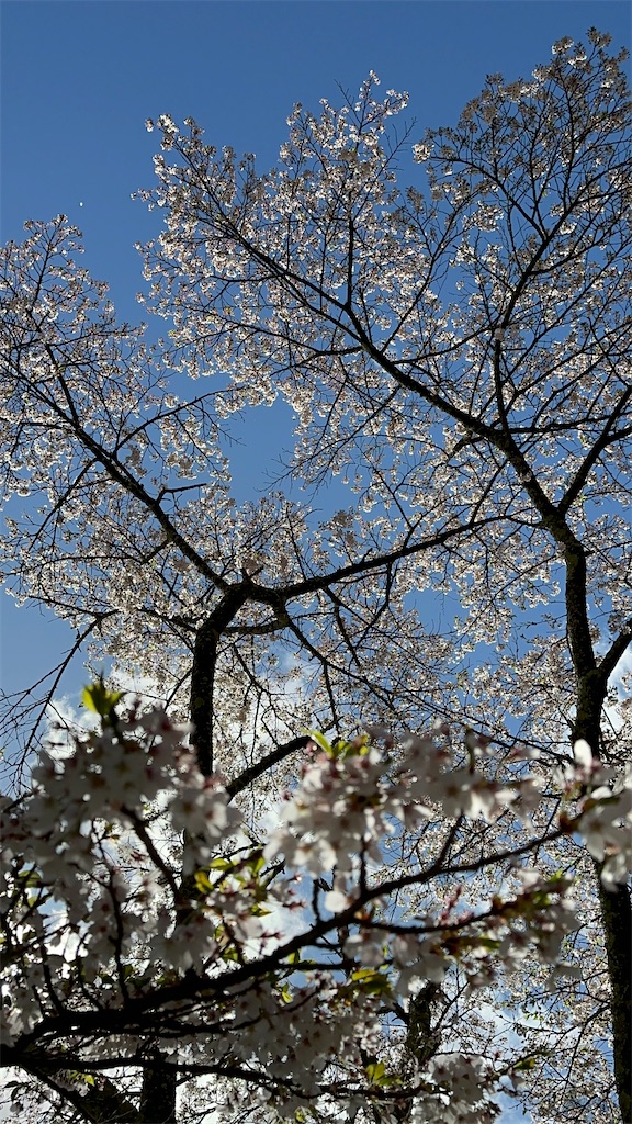 f:id:daikous:20230419093040j:image