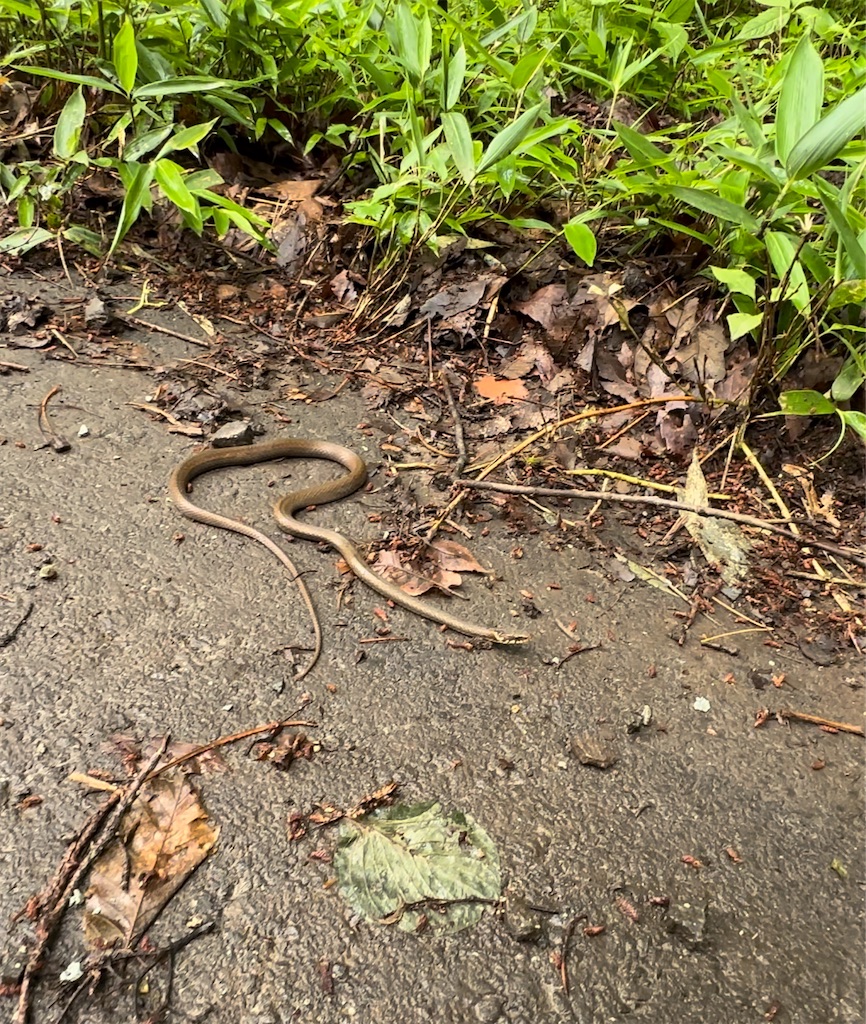 f:id:daikous:20240708180508j:image