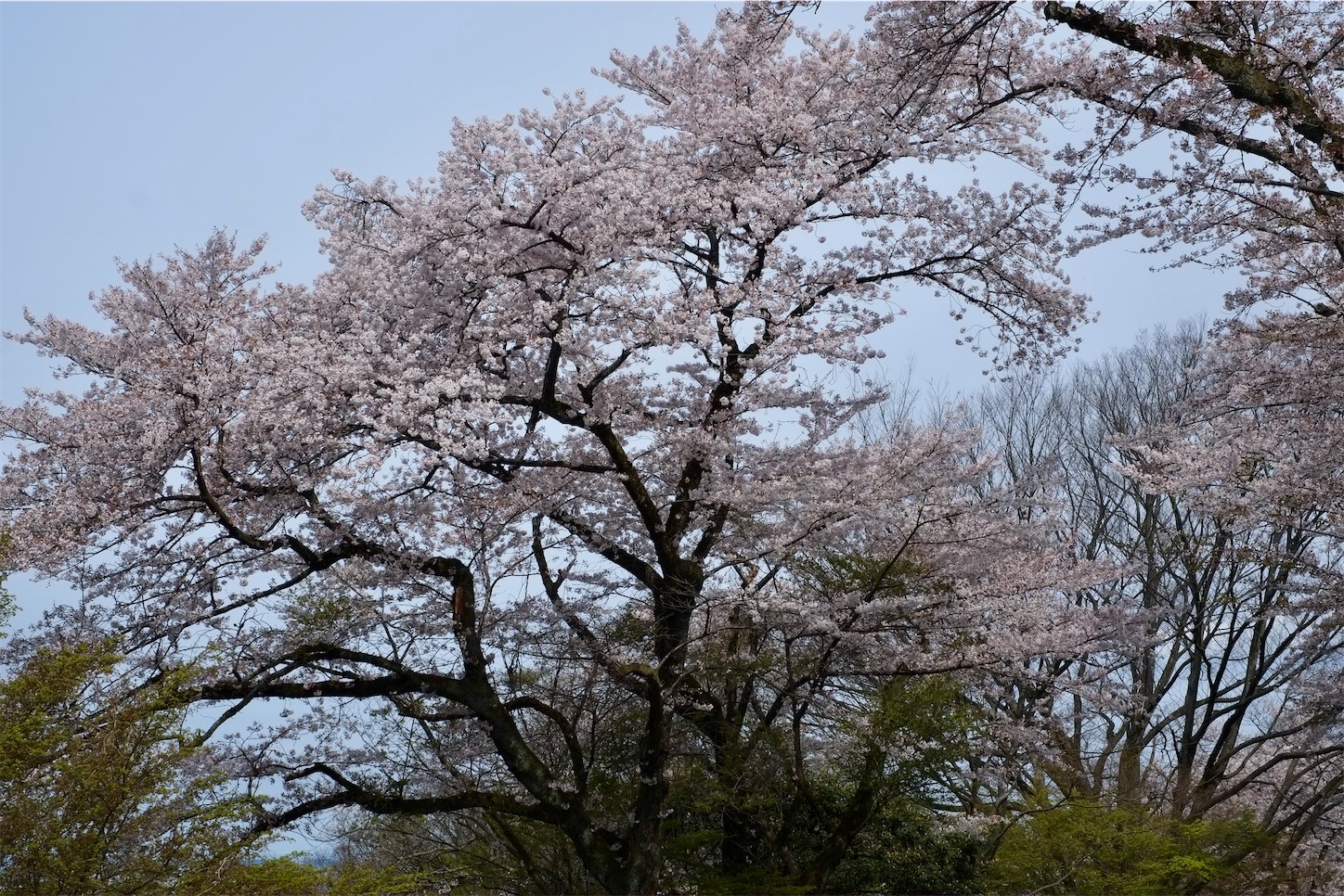 f:id:dailymusiclog:20200412150542j:image