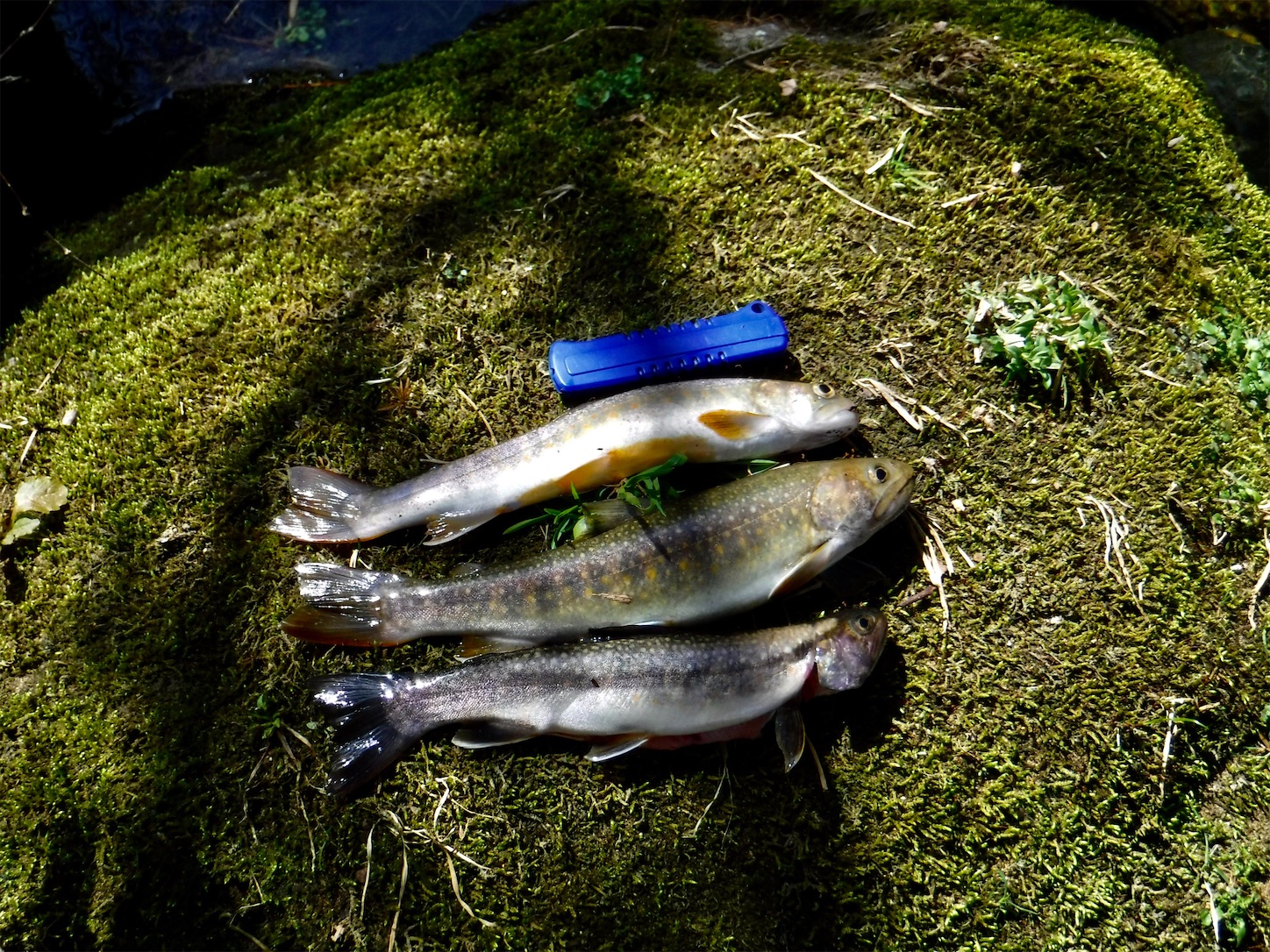 f:id:dailymusiclog:20210319152419j:image