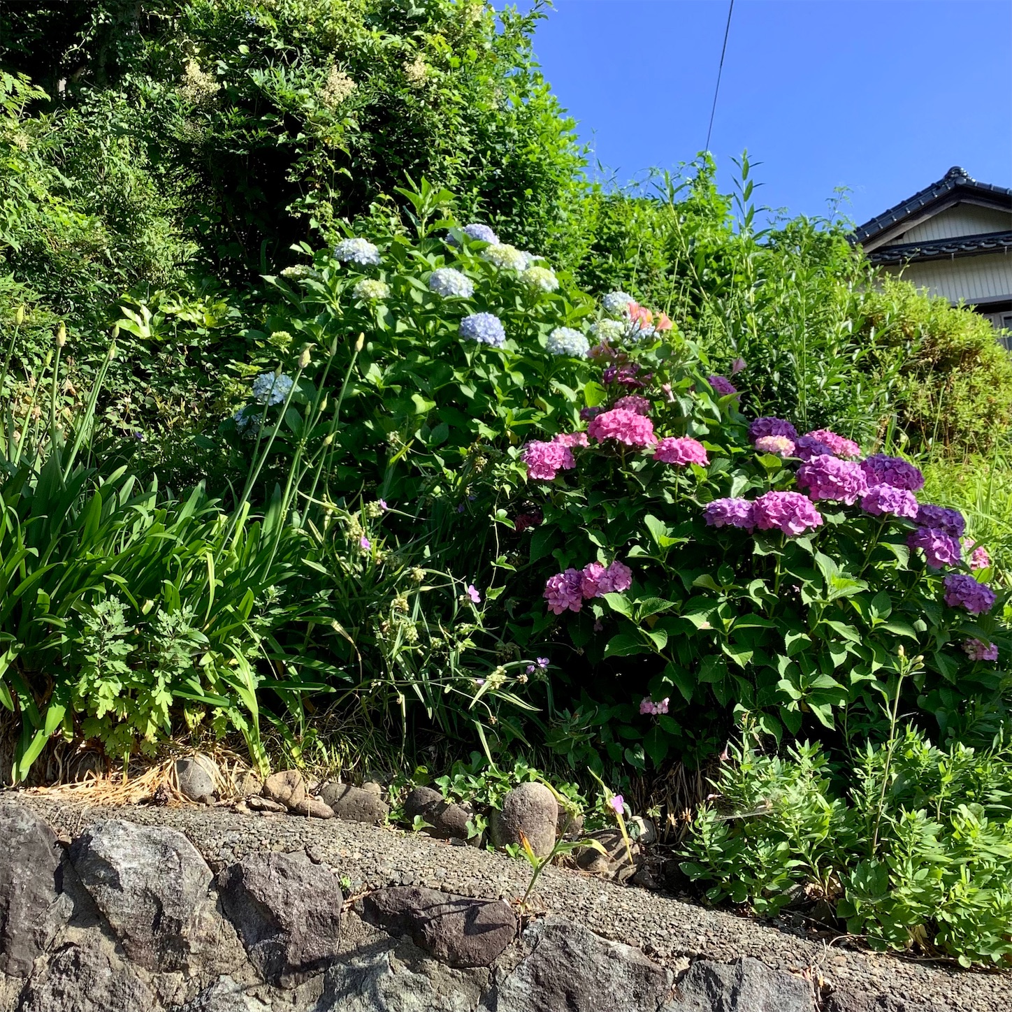 f:id:dailymusiclog:20220623094304j:image