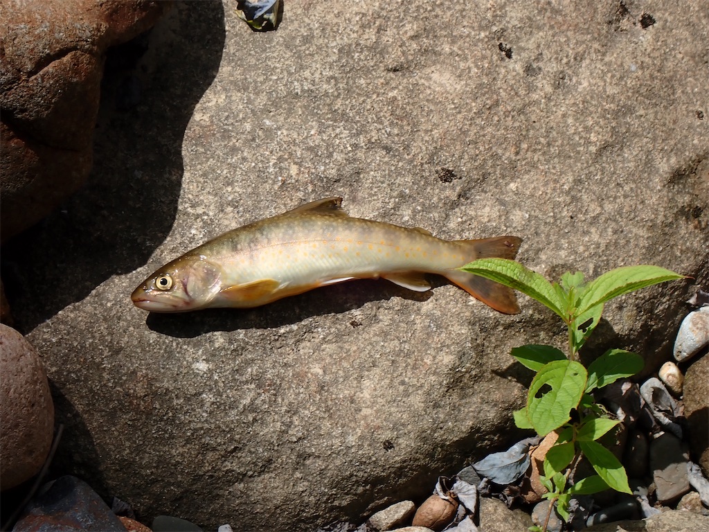 f:id:dailymusiclog:20240829122801j:image