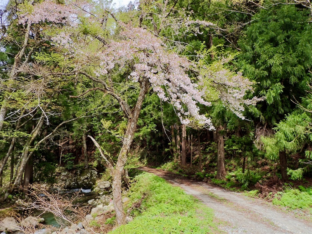 f:id:dailymusiclog:20260420131345j:image