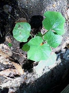 f:id:daimas:20050506012454:image