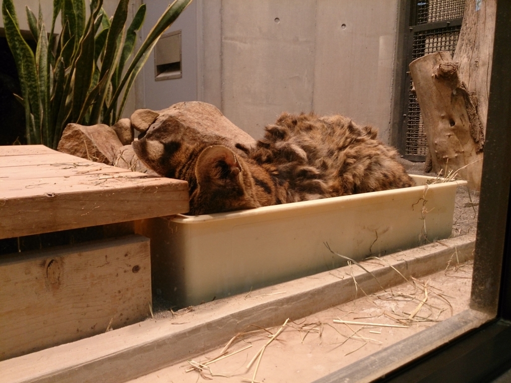 円山動物園のサーバルキャット2