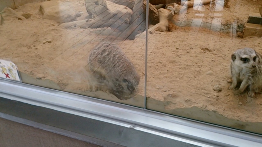 円山動物園のミーアキャット