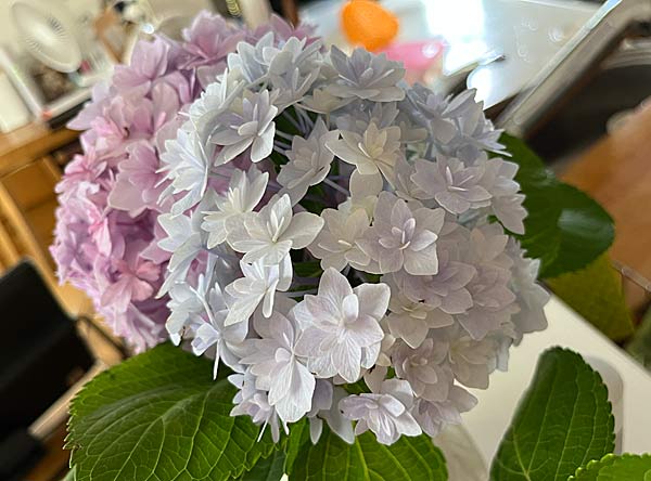 我が家の紫陽花も満開！ - 日々是楽（Enjoy it every day！）