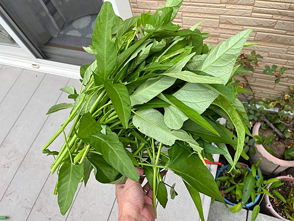 空芯菜！ 頑張ってくれたねぇ〜感謝の最終収穫！ - 日々是楽（Enjoy it