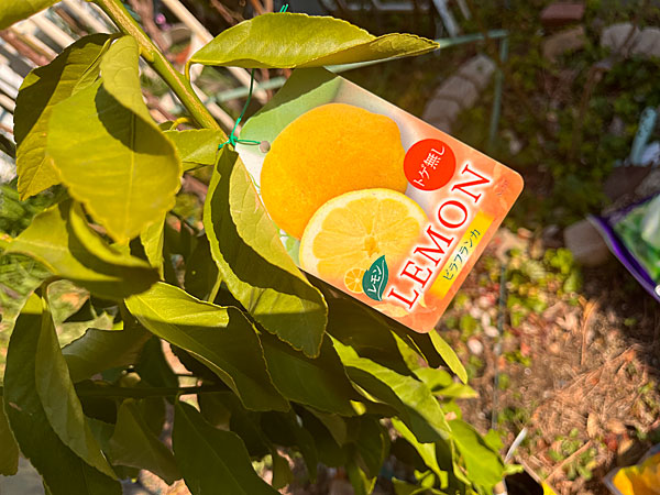 かみさん衝動買い？ レモン苗「ビラフランカ」ゲット！ - 日々是楽