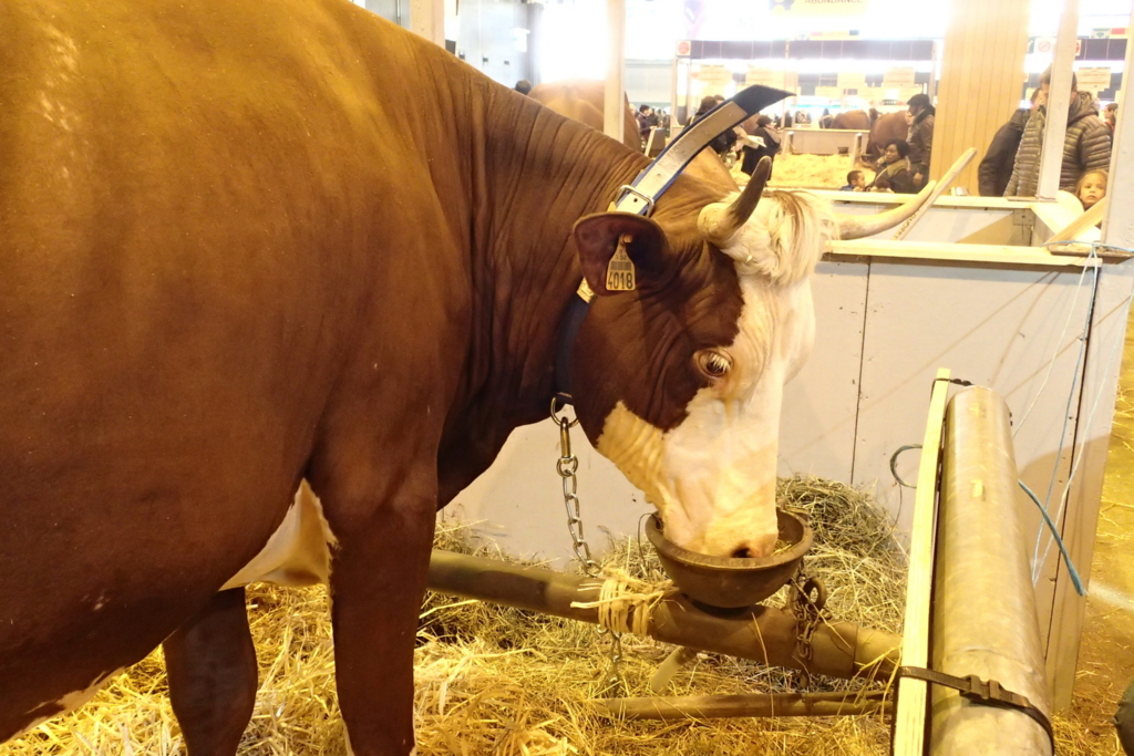f:id:dairycow2017:20170128225537j:plain