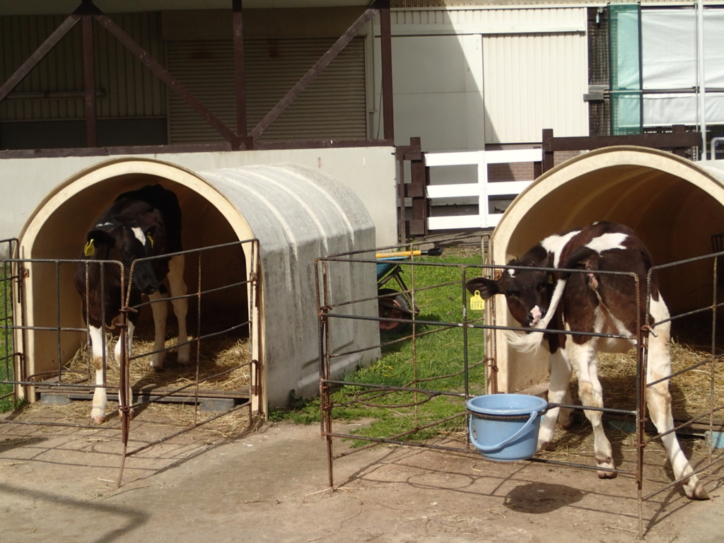 ウシの一生２ 子牛の哺乳とgw最終日 乳牛と酪農を科学する