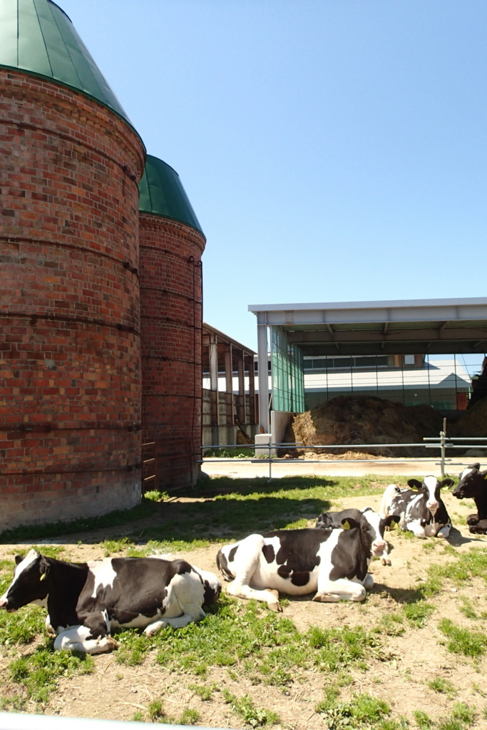 f:id:dairycow2017:20170509220452j:plain