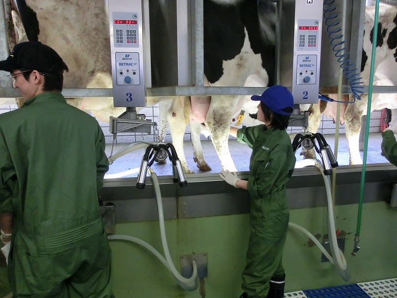 正しい搾乳の仕方 考え方編 乳牛と酪農を科学する