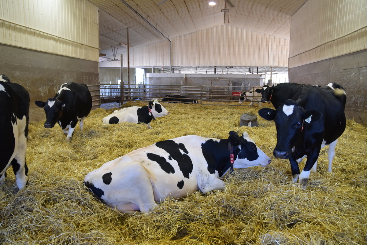 f:id:dairycow2017:20190815041448j:plain f:id:dairycow2017:20190815041448j:plain