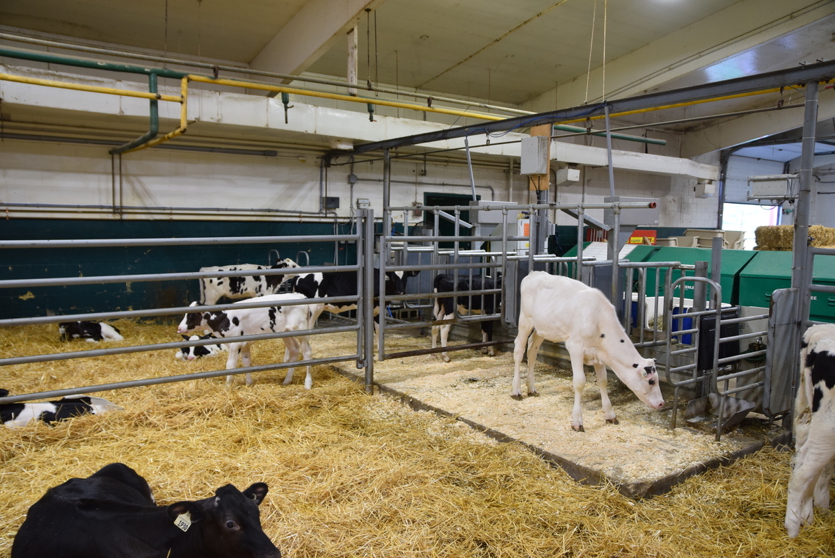 f:id:dairycow2017:20190829180136j:plain